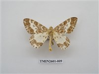 藏品(尺蛾115)的圖片